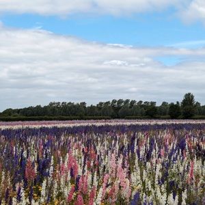Meet your Posher, Teresa